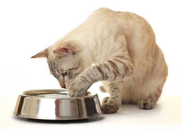ブログ用猫.jpg